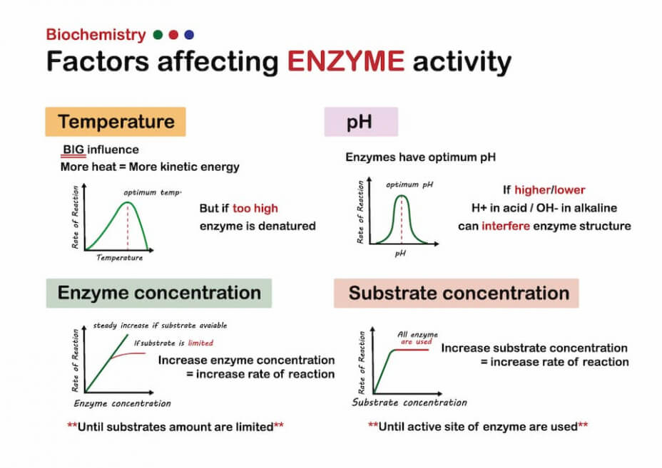 Increase your attenuation education and brew with Attenuzyme® Pro